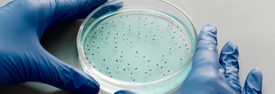 Quando si collabora i cervelli si allineano