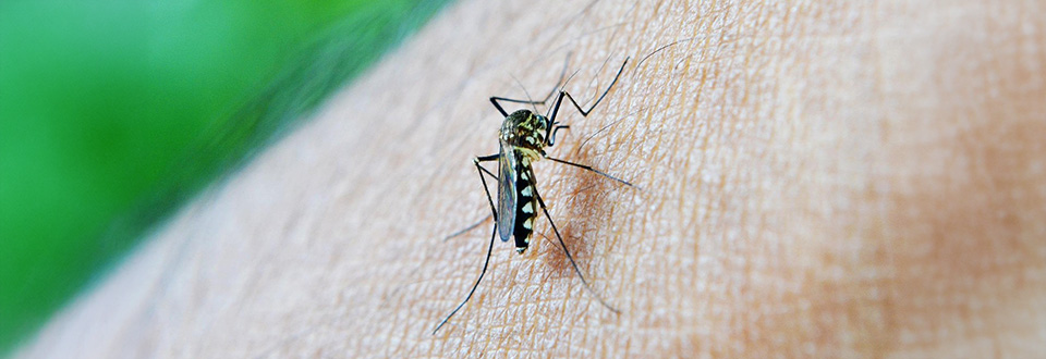 Quando si collabora i cervelli si allineano