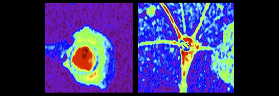 Quando si collabora i cervelli si allineano